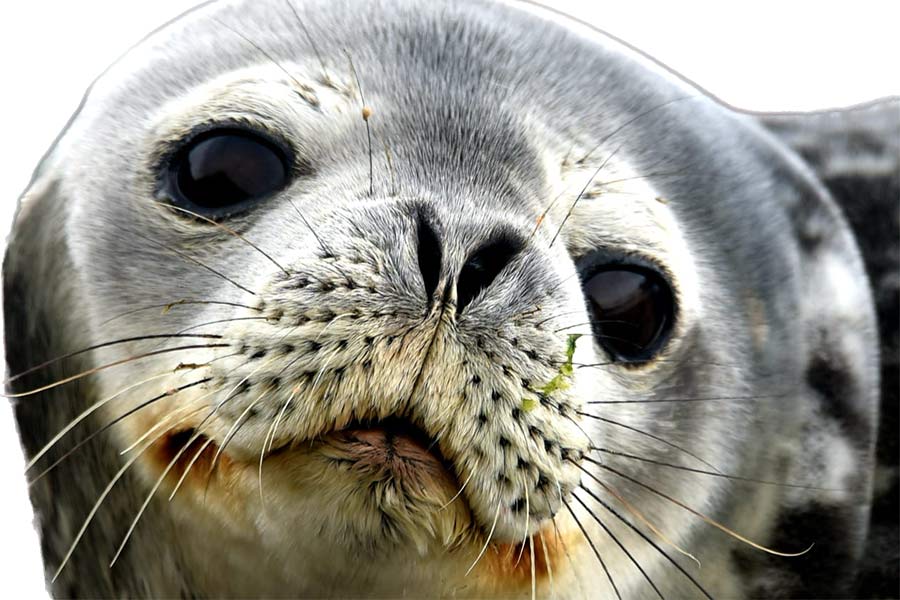 Foto de primer palno de una foca | Propuestas de Somos Sindicalistas para el CSIC